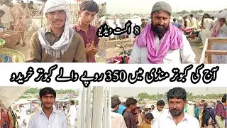 Karbalai kabootar Pakistan largest kabutar Mandi update Pull Qamber Mandi Arshee pigeons Gola pigeon