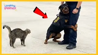When God Sends You a Comedian Police Dog 😂 Funniest Dogs Video
