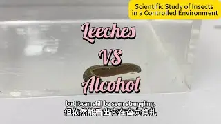 What Happens When Leeches Meet Alcohol? | Surprising Science Experiment