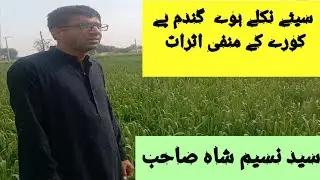 Sitay niklay hway Gandam wheat pay Koray ke manfi asraat .2023
