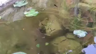 Система фильтрации 😬 #аквариум #видео #морскойаквариум