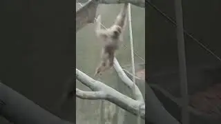 just monkey in about at Chester zoo