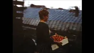 tomatenteelt Van Velden Kwintsheul