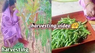  Chalo Aaj Ghar ki sabjiyan harvester karte Hain 🤗#harvesting#daily blogger Sangeeta