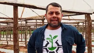 HUERTA PRO - PRODUCCIÓN DE TOMATES EN CAAGUAZÚ