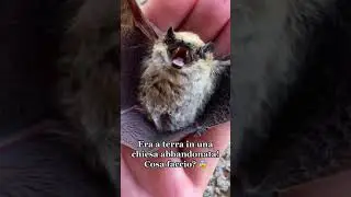 piccolo pipistrello