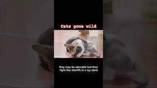 Adorable Cats Gone Wild &ndash; The Purrfect Chaos
