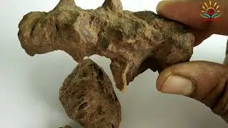 53.दर्द में चोबचीनी का उपयोग कैसे करे । china root use in pain