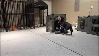 Helping Wylie with his crate aggression. #aggressivedog #dogbite #dogtrainer #blueheeler #res...