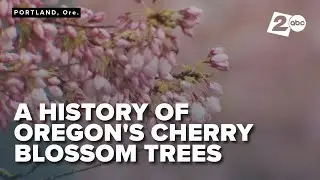 Portland's cherry blossoms near peak bloom, drawing crowds to the waterfront