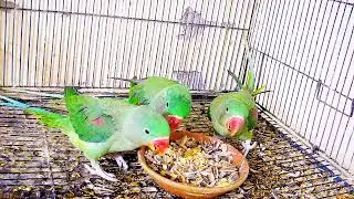 3 One-Year-Old Kashmiri Raw Parrot Chicks Eating Together | Healthy Feeding Time 🦜