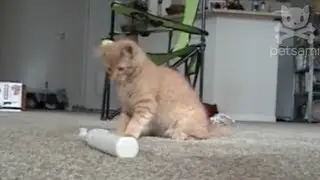 Cat slaps the crap out of an electric toothbrush