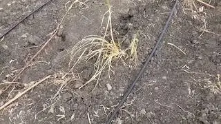 Local nappier grass compared to pakchong supper nappier grass Machakos Kenya @MamatajiShambaKenya