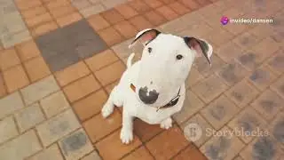 Top 10 most stubborn dogs