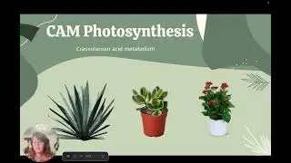 Understanding C3, C4, and CAM Photosynthesis 🌱