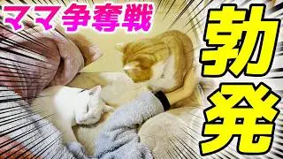 ママの隣は絶対に譲らない！兄弟猫の可愛すぎる場所取り争奪戦…笑［クラちゃんとトコちゃん］