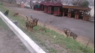 AntiDOG против своры собак