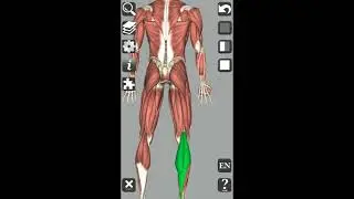 Learn Anatomy in 30 Days?! Day 27 and 28💃🏿
