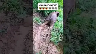 Cutest elephant slide of the century | #shorts #elephant
