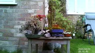 Quiet contemplation in the Bonsai Garden