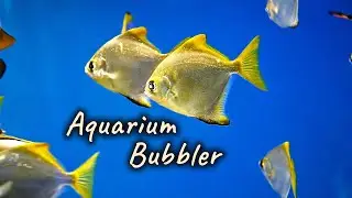 Soothing Bubbles | Relaxing Aquarium Fish Tank Sounds | Trickling Water