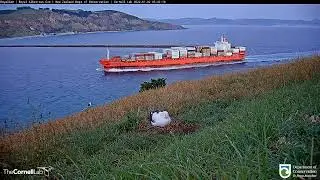 Мыс Пукекура / Тайароа. Новая Зеландия. Cape Pukekura / Taiaroa. New Zealand