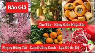 ✅ ￼Báo Giá Phụng Hồng Tài đủ các kích thước, Hồng Giòn Nhật Bản, Táo Tàu, Lựu Đỏ Ấn Độ☎️0968.750.386