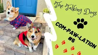 The Talking Corgi Adventures | Hammy & Olivia