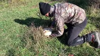 RACCOLTA TURINI prataioli giganti  agaricus crocodilinus