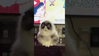 kittens #cat #kitten #cats #kitty #chat #gato #猫 #बिल्ली #kat #gatto #cattus #neko #Ragdoll #pet