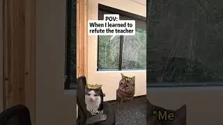 Refute #cat #memes #meme #pov #school #schoollife
