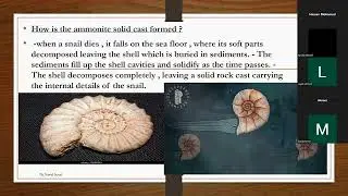 G7 Fossils and Evolution