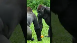 Sweet Gorilla Romance Turns Chaos 🙈 Unexpected Jungle Drama Unfolds #gorilla #wildlife #nature