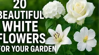 20 Gorgeous White Flowers That Will Make Your Garden Look Magical