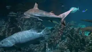 Relaxing music to relieve stress Fish.