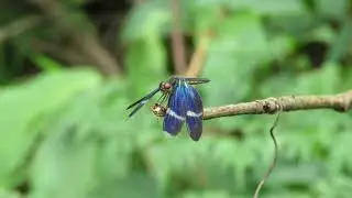 Zenithoptera lanei  S of Porto Velho