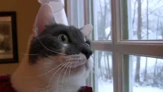 LEO THE CAT Watching Snow ~ With Christmas Music