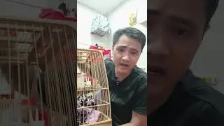 li&ecirc;n hệ z&eacute; llll 0.3.6.4.7.8.7.2.6.2 để đặt lồng nh&eacute; #shortvideo #shorts #short #chaomao #chimcanh