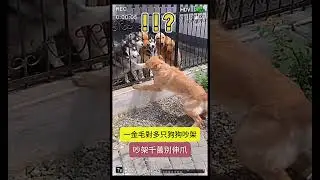 一只金毛跟多只狗狗吵架，一只二哈突然伸爪被咬！