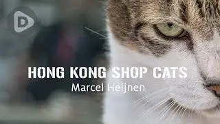 Hong Kong Shop Cats
