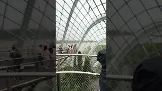 Singapore Could Forest