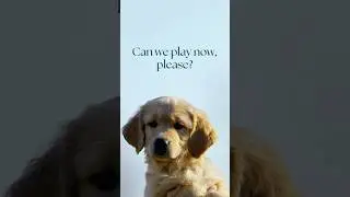 Pawsitive Vibes Only! 🐾🎶