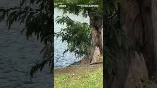 Где увидеть варанов в Таиланде?