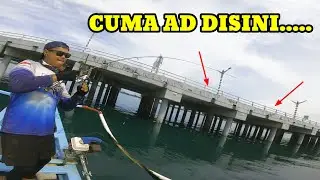 Awas Hati-hati.....Ikan Predator Satu Ini Bisa Membuat Pemancingnya Panik....Mancing Casting di Bali