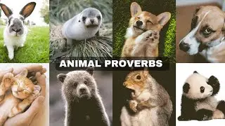 English Proverbs With Animals:  Fun Animal Idioms To Learn #proverbsinenglish