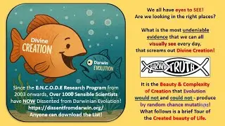 DNA instructions for the Beauty & Design of Life