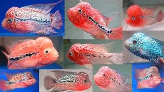 PREMIUM QUALITY IMPORTED KAMFA / ROYAL AQUATICS INDIA / CHENNAI / தமிழ்