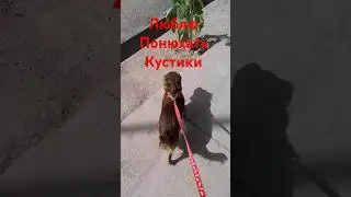 любительница кустов#dog#happydog#sweetfog#