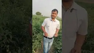 tomato 🍅🍅🍅🍅 mi super aexcellent ka sandar result