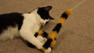 Sleep by day, play at night kinda cat